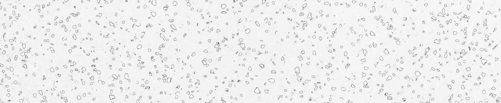 QD212 Dalmatian